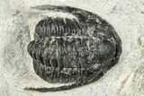 Bargain, Cornuproetus Trilobite Fossil - Morocco #249722-2